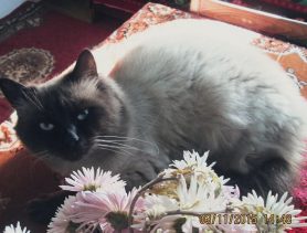 Мурик пугает всех, но панически боится ребенка