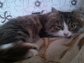 С семье все любят вафли и кота Вафлика