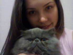 Шиншилловый перс отомстил хозяйке по-крупному