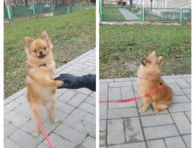 Заведете померанца — сэкономите пространство