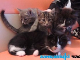 Бяздомныя каты і сабакі – ахвяры нашай бесчалавечнасці