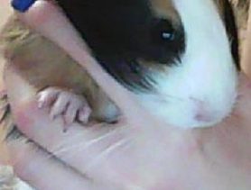 Неожиданный союз между котом Васей и морской свинкой Рудольфом