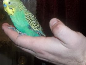 Попугаю Вене еда вкуснее в тарелке хозяев