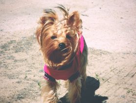 Мордочка в песке и с кусками обоев в зубах по-своему извинялась перед хозяевами