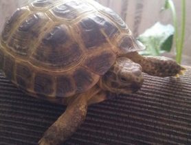 Рафаэль играет в прятки и спешит забраться в тапки