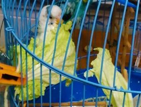 Водные процедуры попугаям приятней принимать в капустных листах
