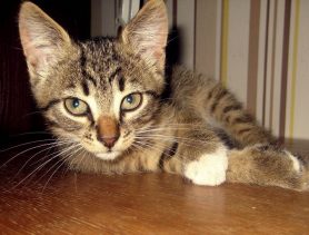 Потерявшаяся кошка спустя три месяца нашла своего хозяина