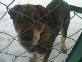 Брошенная собака верит, что хозяева за нею вернутся