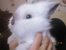 Кролик, который не любит фотографироваться