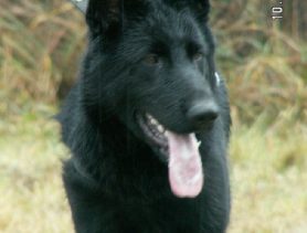 Прирожденный спасатель по кличке Лорд