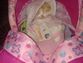 Кошка Симка любит, когда ее пеленают и качают в коляске