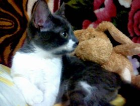 У кошки Мани есть привычка всех зацеловывыть