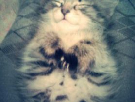 Кот Марс доигрался и рухнул вместе с ёлкой