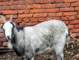 От танцев коза Настя не отказывается никогда