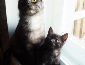 У этих двух кошек свои заморочки: крикливая мама и тихая дочка