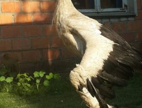 Семья ганцевчан ухаживает за аистом со сломанным крылом