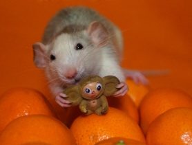 Мандарины – слабость крыски Дэйзи