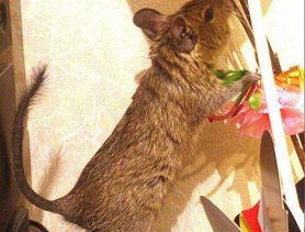 Чилийская белка — друг семьи