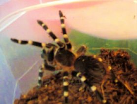 В Ганцевичах живёт паук-птицеед