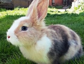 Крольчиха Бонита – по жизни сердита