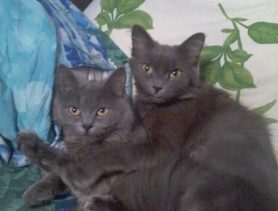 У Марты и Люси один характер на двоих