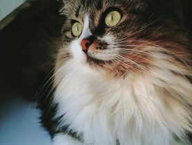 Кошка Тоша выпала с окошка