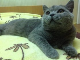 Гарик боится новых людей, но очень быстро привыкает