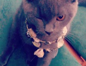 Кот Сеня – хозяин в доме