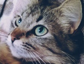 Чистюля и красавица Адель