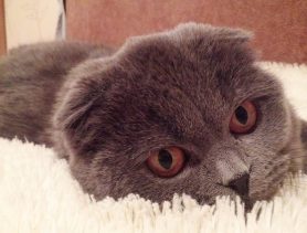 Танцующая Лайла