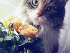 Трехцветное счастье