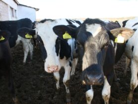 Суд обязал женщину продать своих коров колхозу