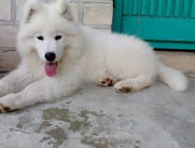 Самоед Бархан защитил ребенка