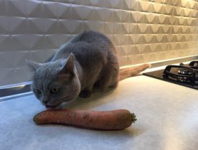 Необычные  вкусовые пристрастия кота Тома
