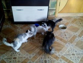 Семь выброшенных котиков нашли приют под одной крышей