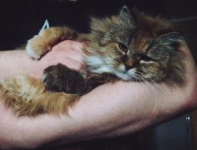 Cмешная мохнатка Мишель