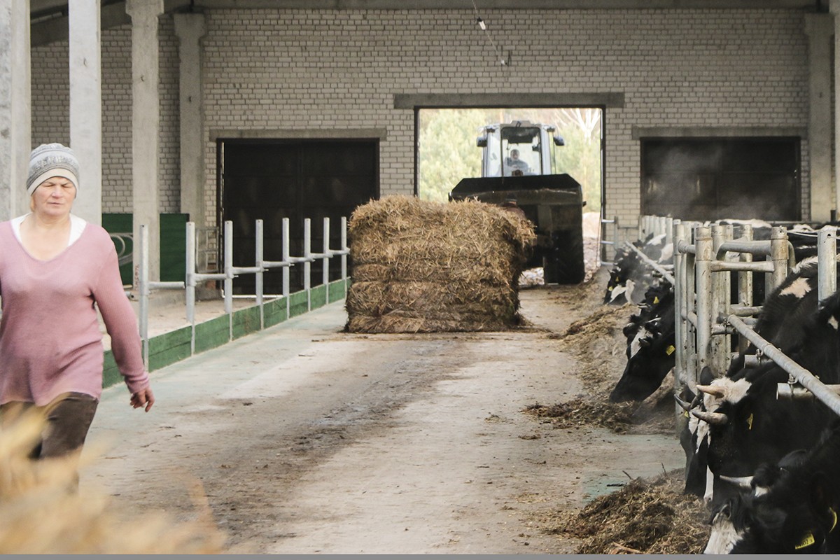 Привес только на бумаге: за что судили работников агропредприятия в Брестской области