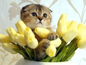 Шанель – живой подарок дочери к празднику