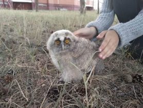 Совёнок выпал из гнезда в Ганцевичах