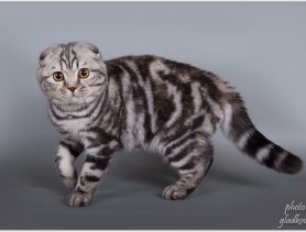 Шотландская вислоухая кошка