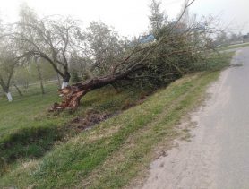 Скоро Пасха, а в Огаревичах в центре деревни лежит дерево