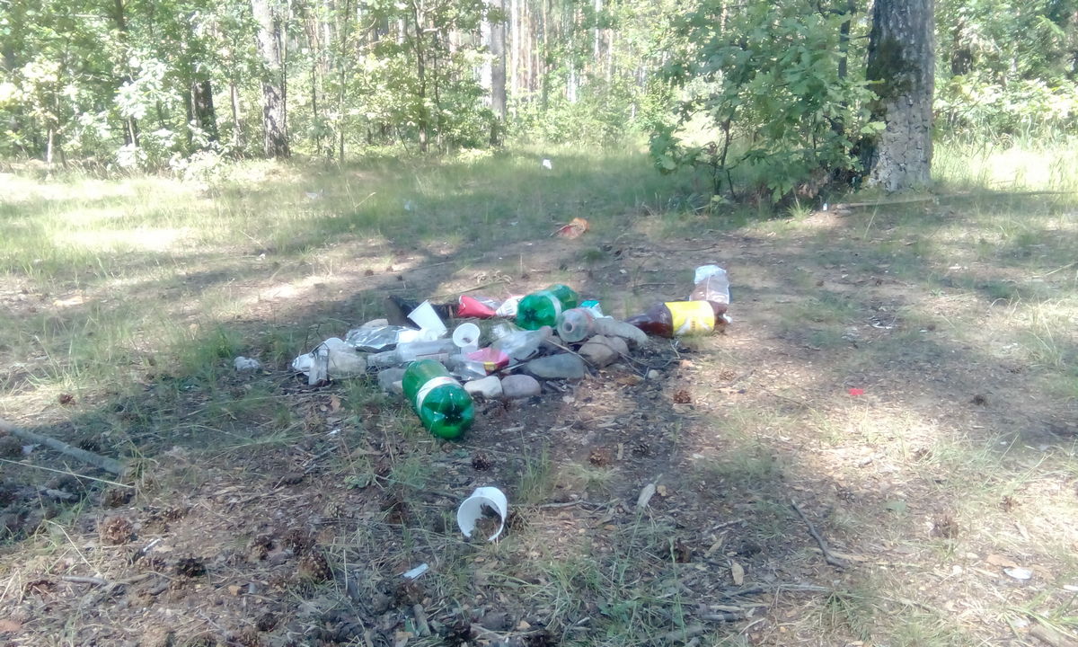 Лес вокруг Ганцевичей превращается в «гуляй поле»