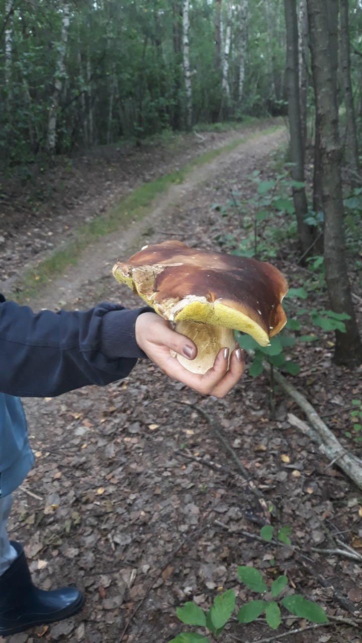 Грибной сезон в Ганцевичах