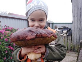 Посмотрите, какие грибные «трофеи» находят в Ганцевичском районе