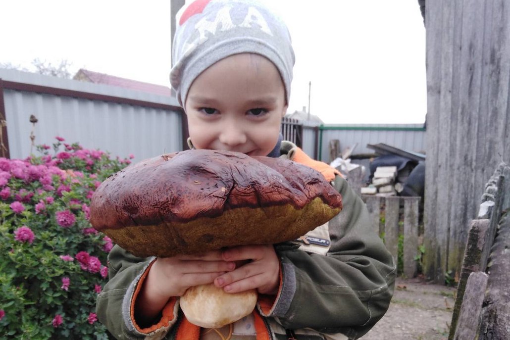 Грибы есть. Какие 