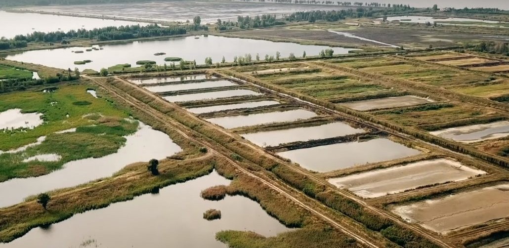 Перспективы рыбхоза «Локтыши»: вместо экофиш не получить бы шиш