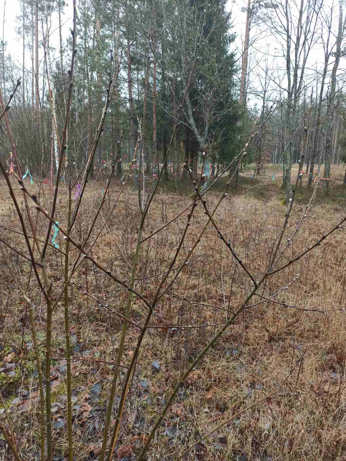 В Ганцевичском районе в январе на деревьях появились почки
