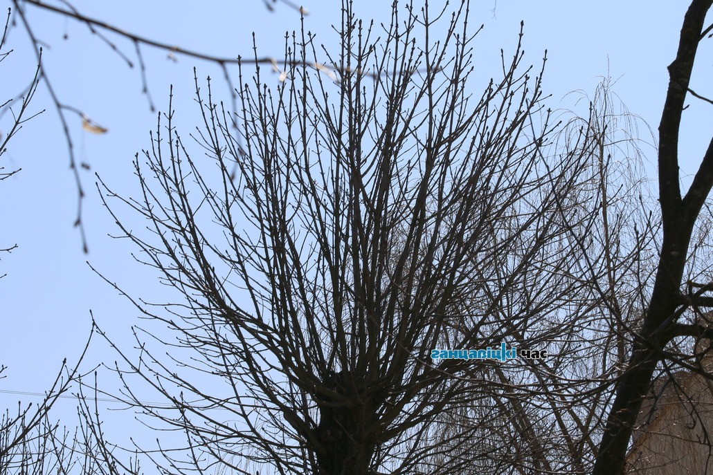 В центре Ганцевичей дятел «работает» по дереву. Фотофакт