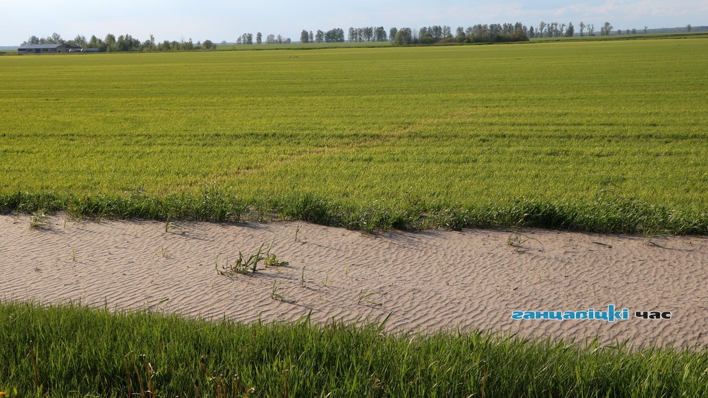 Так выглядит сейчас поле с озимыми, растущими в песке