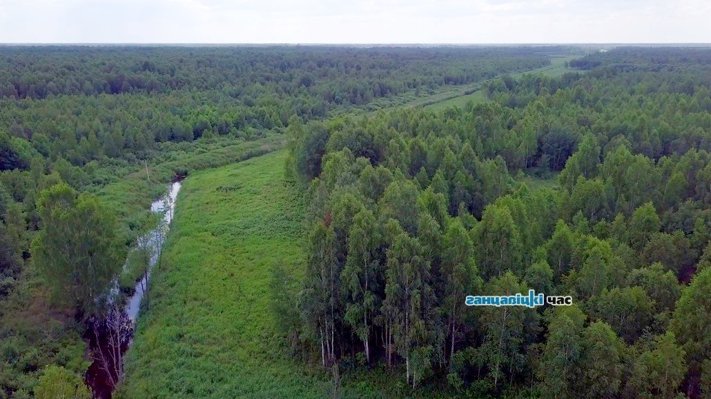 За приписки осудили лесничего в Барановичском районе